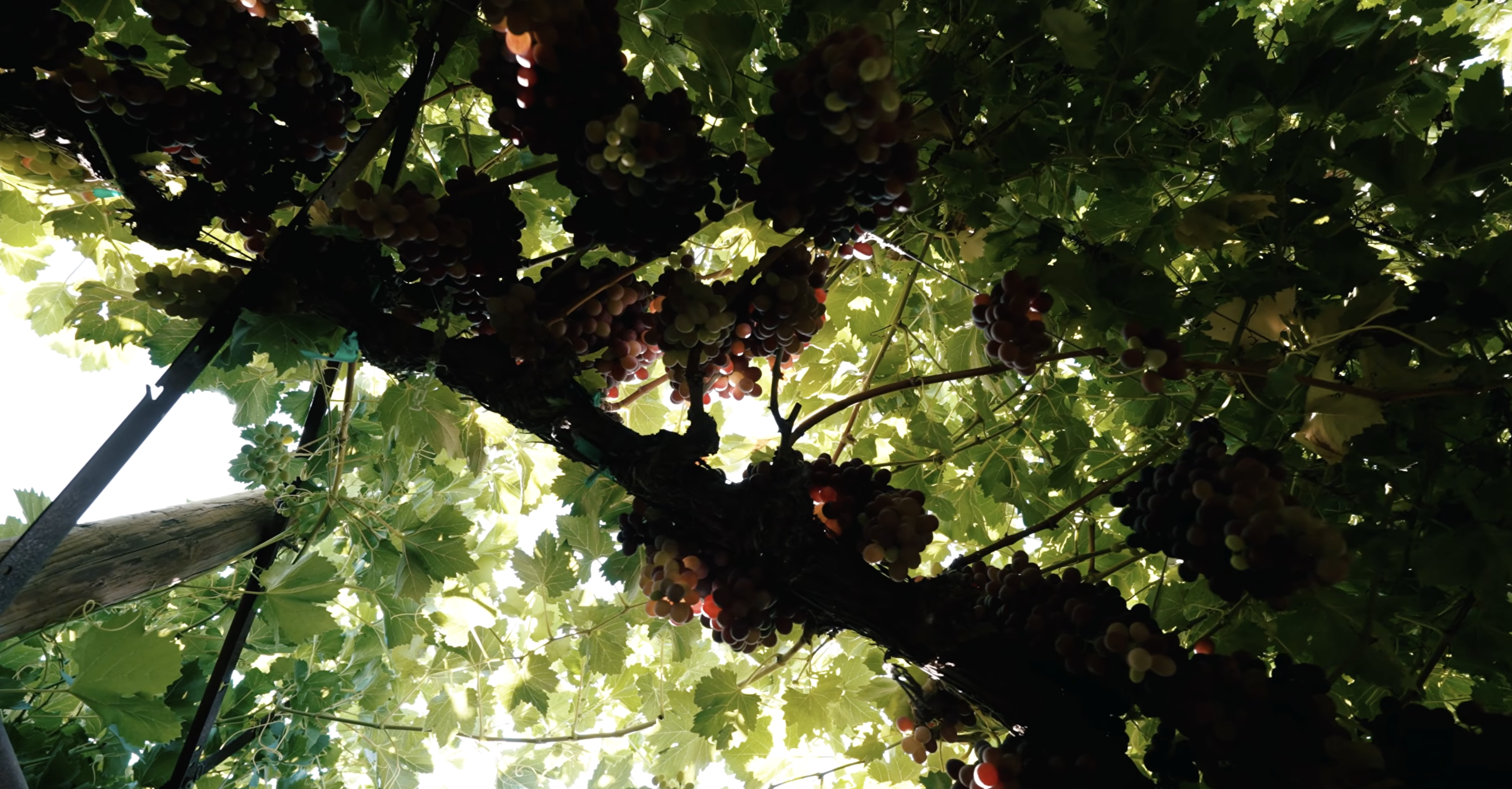 Grapes